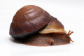 Hadra webbi Australia adult